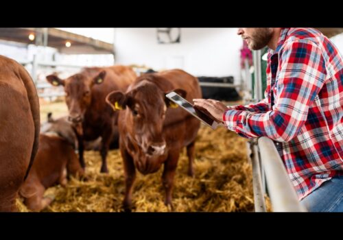 Die Rolle von Automatisierung in der Viehwirtschaft